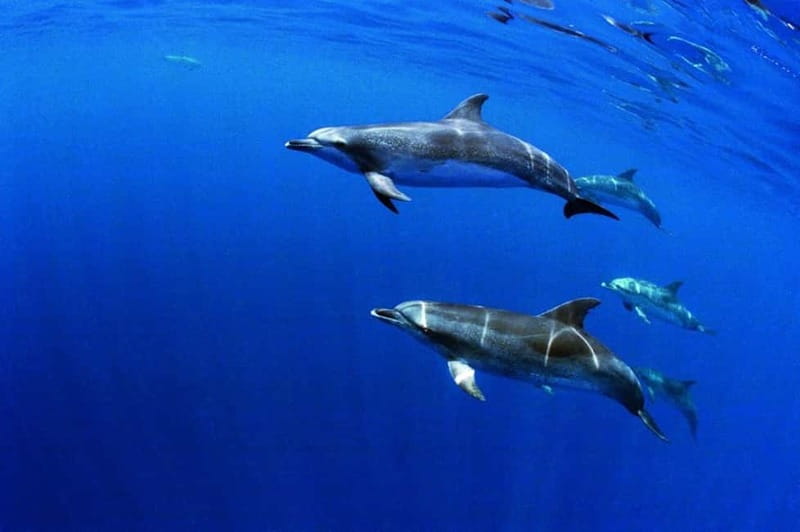 São Miguel: Swim with Wild Dolphins in the Open Ocean - Finding dolphins along São Miguel’s coast