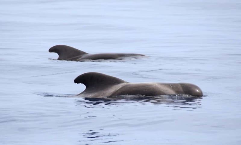 São Miguel: Swim with Wild Dolphins in the Open Ocean - What swimming with wild dolphins really feels like