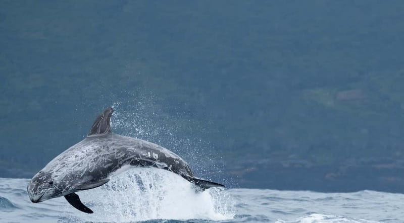São Miguel: Swim with Wild Dolphins in the Open Ocean - Equipment, clothing, and practical comfort