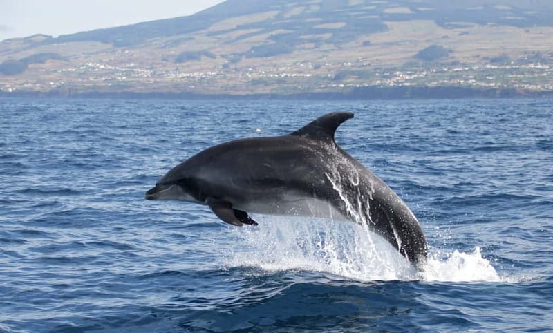 São Miguel: Swim with Wild Dolphins in the Open Ocean - Who will enjoy this most?