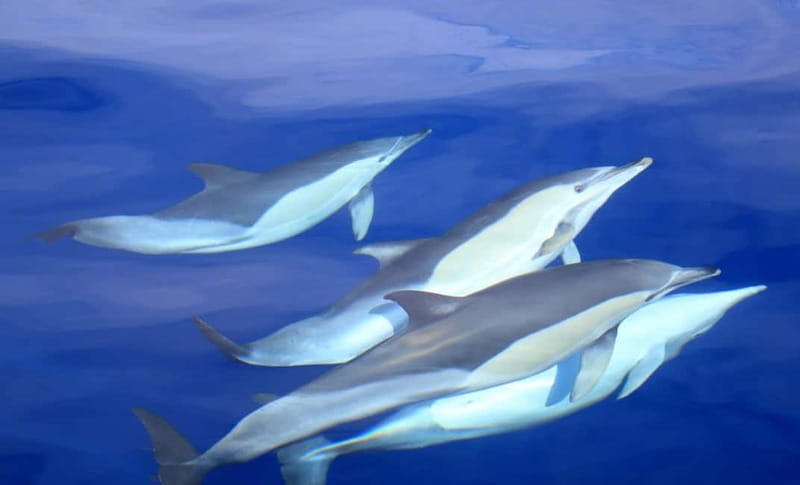 São Miguel: Swim with Wild Dolphins in the Open Ocean - The 10-minute briefing is short but important