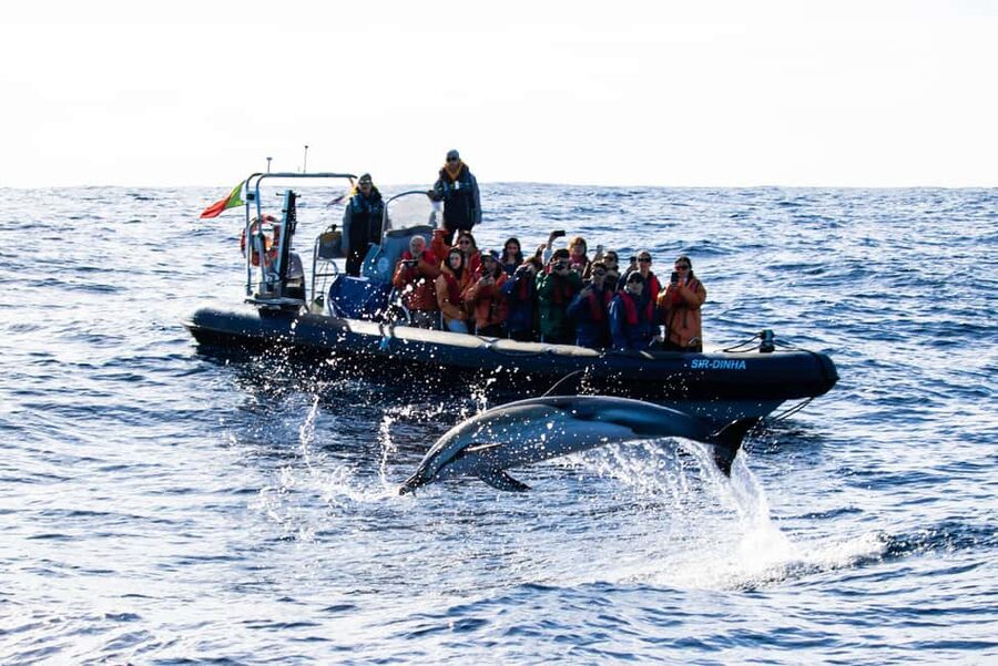São Miguel: Whale Watching & Wild Dolphins Swimming Full-day - Key points to know before booking