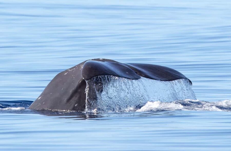São Miguel: Whale Watching & Wild Dolphins Swimming Full-day - Why this six-hour Azores trip is different