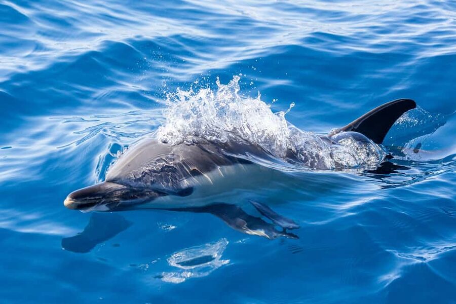 São Miguel: Whale Watching & Wild Dolphins Swimming Full-day - A marina picnic between the two trips