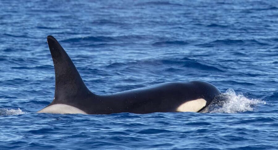 São Miguel: Whale Watching & Wild Dolphins Swimming Full-day - What swimming with wild dolphins really feels like