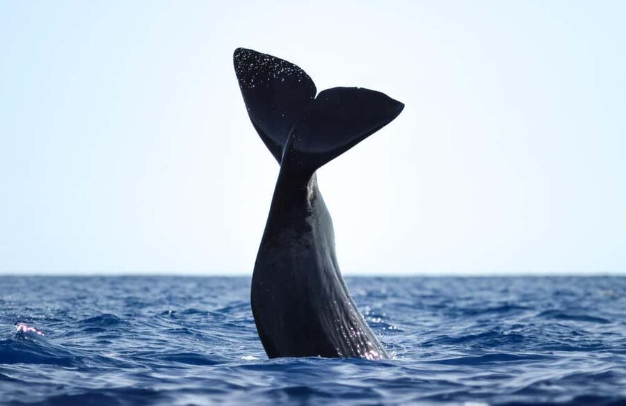 São Miguel: Whale Watching & Wild Dolphins Swimming Full-day - Is $247 a fair price?