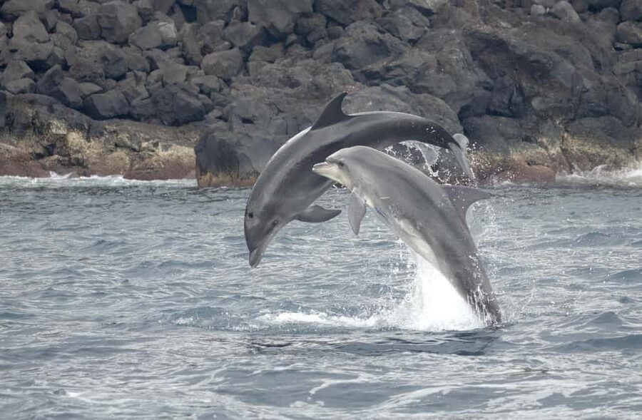 São Miguel: Whale Watching & Wild Dolphins Swimming Full-day - Starting at Marina Pêro de Teive