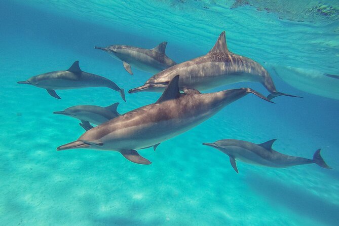 Sataya Dolphin House Boat Trip in Marsa Alam - Key points at a glance