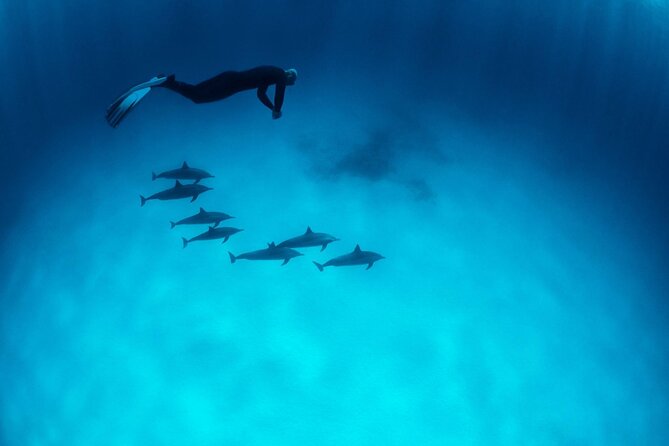 Sataya Dolphin House Boat Trip in Marsa Alam - Coral reefs, fish, and rays below the surface