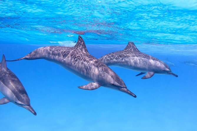 Sataya Dolphin House Boat Trip in Marsa Alam - Lunch on board with Red Sea views