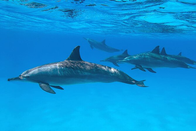 Sataya Dolphin House Boat Trip in Marsa Alam - What the $80 price covers