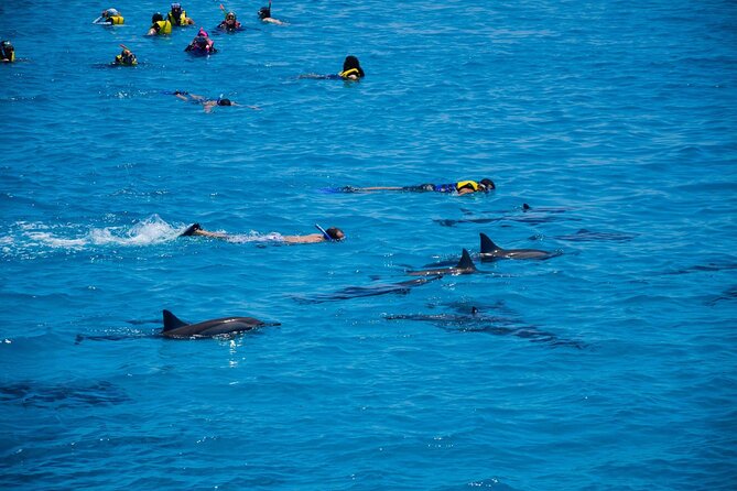 Sataya Dolphin House Boat Trip in Marsa Alam - Who will enjoy this day most