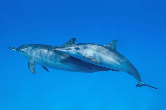 Sataya Dolphin House Boat Trip in Marsa Alam - A few practical details before booking