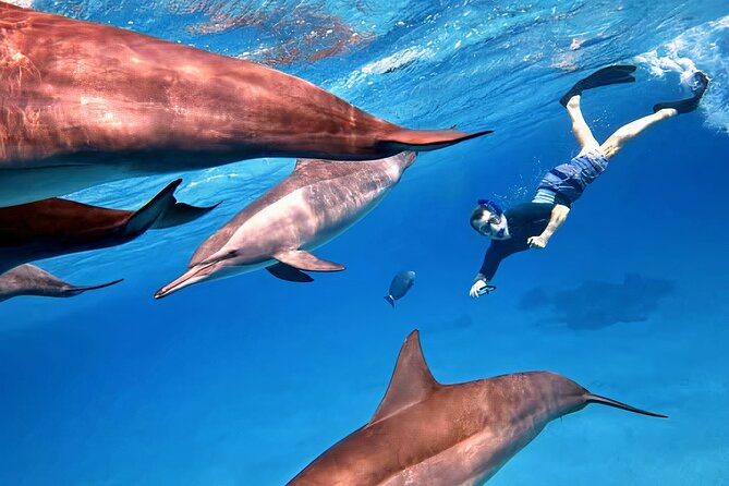 Sataya Dolphin House Snorkel Trip - Marsa Alam - Second stop: coral, fish, and a different kind of snorkeling