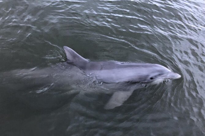 Savannah Coastal Dolphin Eco Tour - Practical Details Before You Book