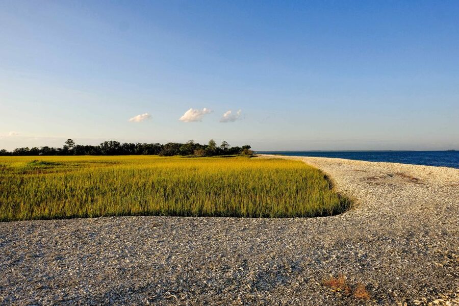 Savannah: Dolphin Spotting and Wildlife Eco Cruise - Is $47 a good value?
