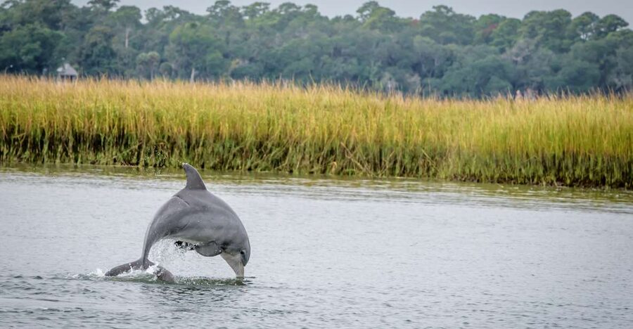 Savannah: Dolphin Spotting and Wildlife Eco Cruise - Starting at River Street Landing