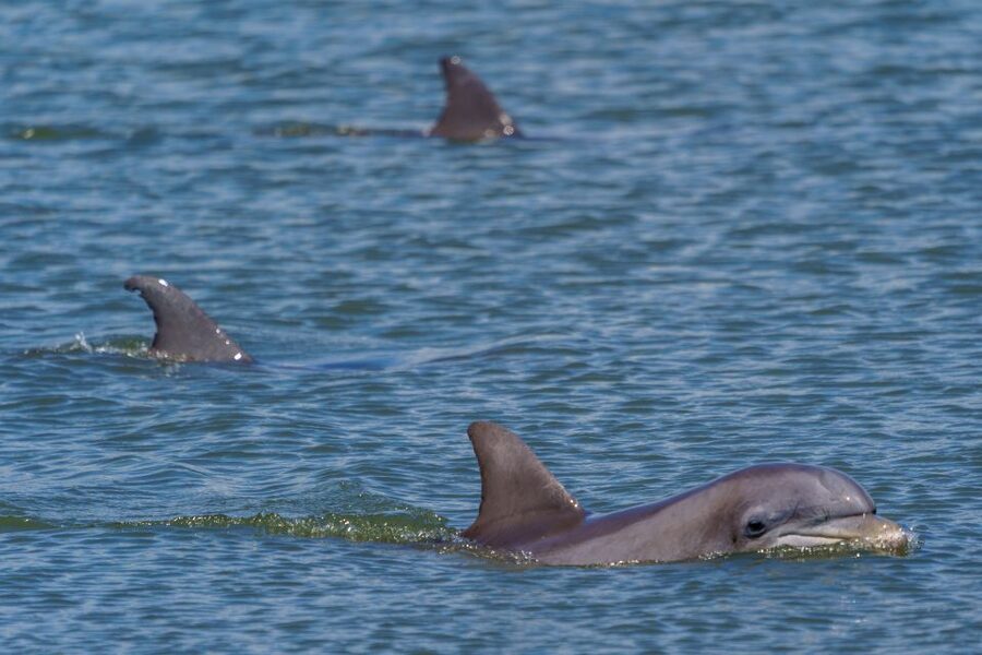 Savannah: Dolphin Spotting and Wildlife Eco Cruise - More than dolphins: birds, manatees, and marsh life