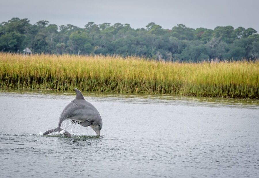 Savannah: Dolphin Spotting and Wildlife Eco Cruise - A comfortable ride on the River Explorer