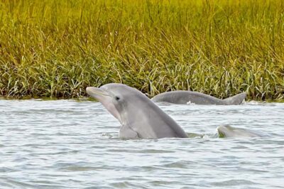 Savannah: Dolphin Spotting Eco Tour with Experienced Captain