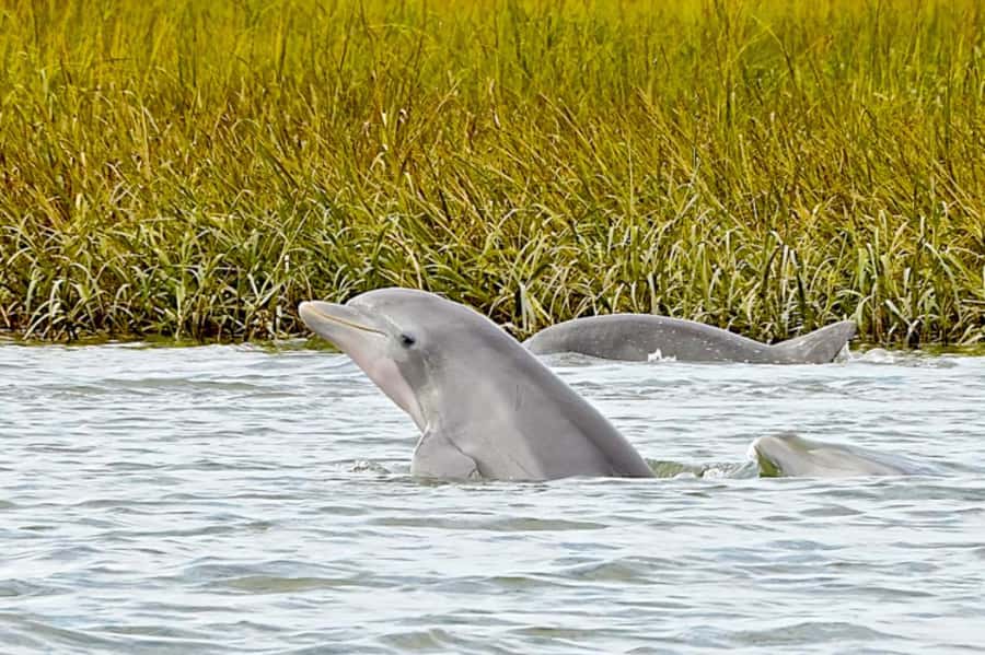 Savannah: Dolphin Spotting Eco Tour with Experienced Captain - Leaving the Westin for the Atlantic waterways
