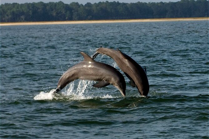 Savannah Sunset Dolphin Eco Tour - A sunset cruise with a wild side