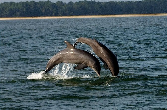 Savannah Sunset Dolphin Eco Tour - Who will enjoy this Savannah outing
