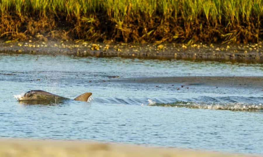 Savannah: Sunset Dolphin Watching Eco Tour by Boat - Key points to know before boarding