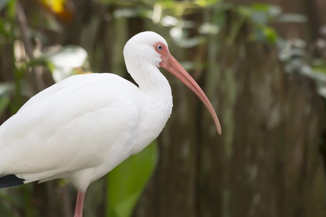 Savannah to Tybee Island with Dolphin Cruise - Why Tybee works as a Savannah day trip