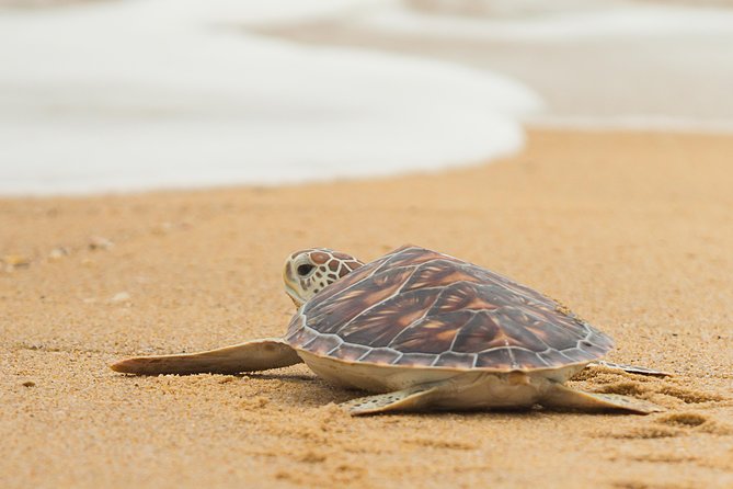 Savannah to Tybee Island with Dolphin Cruise - Watching dolphins from Tybee’s waterways