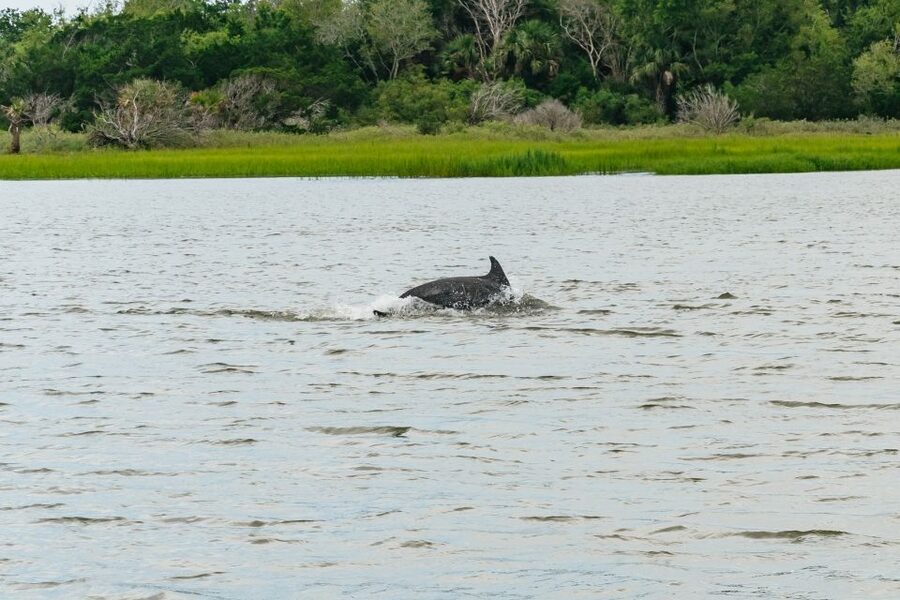 Savannah: Tybee Island Dolphin Tour - Key points to know before you book
