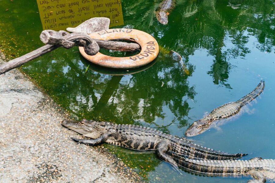 Savannah: Tybee Island Dolphin Tour - From Savannah to Tybee Island by trolley or bus