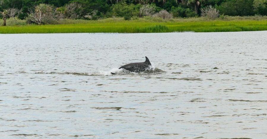 Savannah: Tybee Island Dolphin Tour - The Tybee Island dolphin cruise