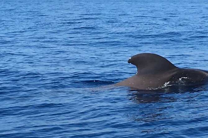 SEA SAFARI Dolphins, Whales, 3h speedboat DISCOVERY-TOUR - Who Will Enjoy This Trip Most