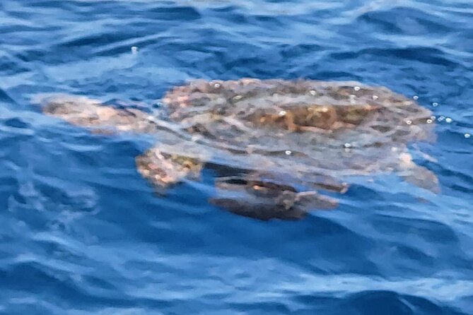 SEA SAFARI Dolphins, Whales, 3h speedboat DISCOVERY-TOUR - How to Handle Weather and Booking Changes