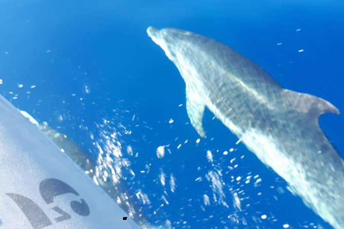 SEA SAFARI, Dolphins, Whales, snorkeling, snack and drink, 2 h speedboat - Who Will Enjoy This Most