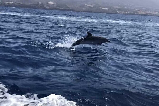 SEA SAFARI Dolphins,Whales, snorkeling, snack, drink, 3h private - Swimming and snorkeling near Masca
