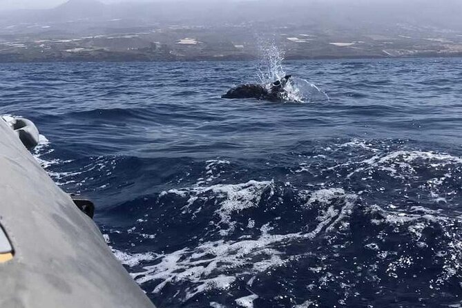 SEA SAFARI Dolphins,Whales, snorkeling, snack, drink, 3h private - Who will enjoy this trip most
