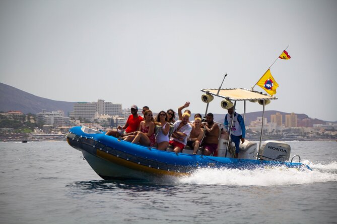 SEA SAFARI Dolphins,Whales, snorkeling, snack, drink, 3h private - Searching for dolphins and pilot whales