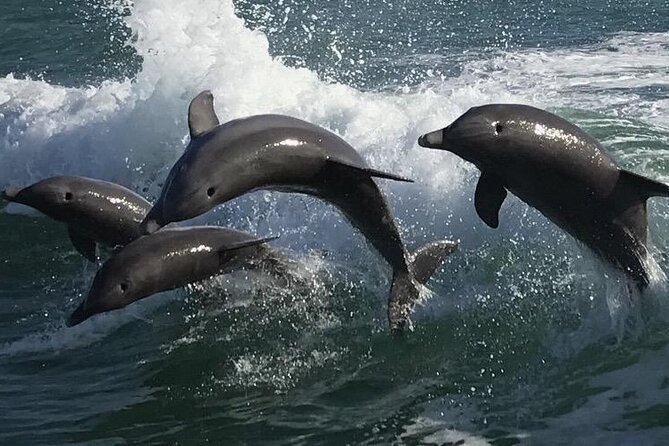 Sea Screamer Clearwater's Only Speed Boat Dolphin Watching - Chasing Pods in the Gulf of Mexico