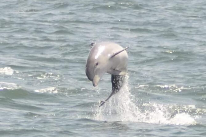 Sea Screamer Cruise - 2 Hour Dolphin Watch Tour in South Carolina - Key points to know before boarding