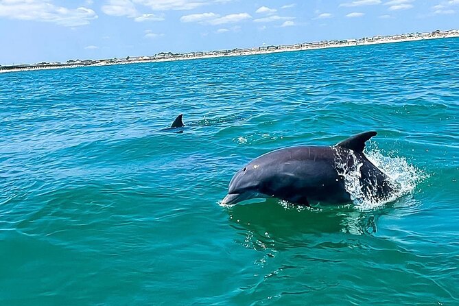 Sea Screamer Cruise - 2 Hour Dolphin Watch Tour in South Carolina - The dolphin question: what are your odds?