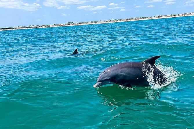 Sea Thunder Cruise-2 Hour Tour Surrounded by Dolphins in S.C - Key points to know before you book