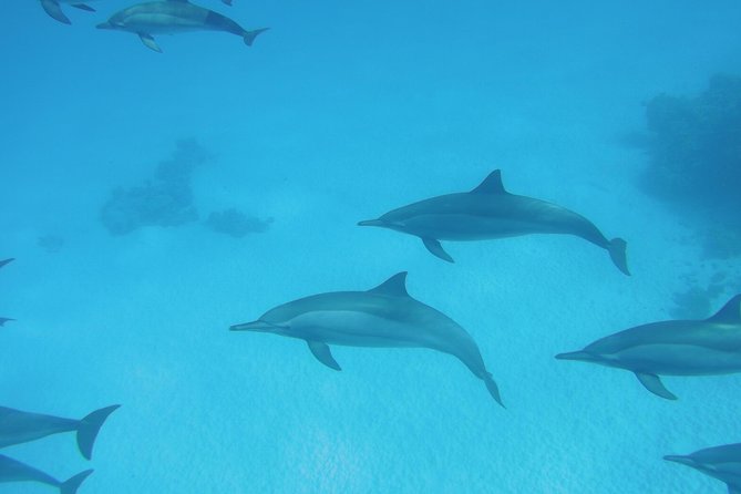 Sea Trip to Dolphin House & Snorkeling With Lunch - Marsa Alam - The early pickup and long ride