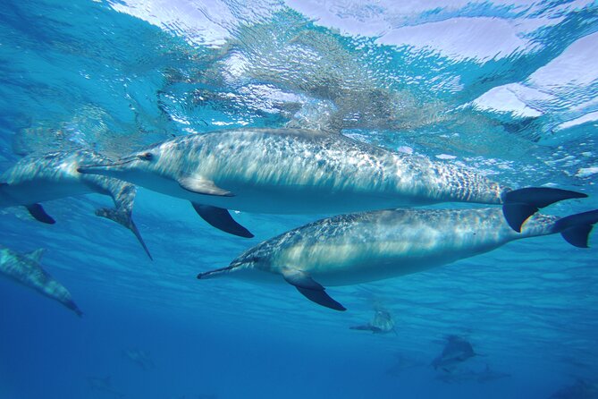Sea Trip to Dolphin House & Snorkeling With Lunch - Marsa Alam - How crowded will it feel?