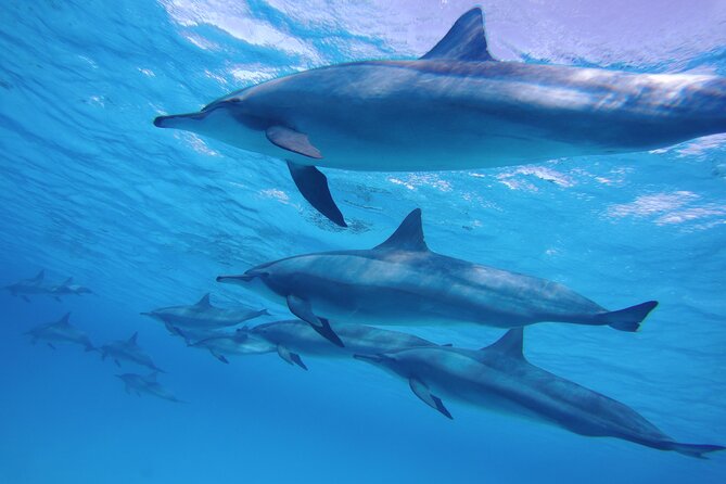 Sea Trip to Dolphin House & Snorkeling With Lunch - Marsa Alam - Two snorkeling stops add real value