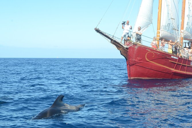 Sealife Dolphin & Whale Watching aboard Portuguese schooner - Setting out from Los Cristianos at 10:00