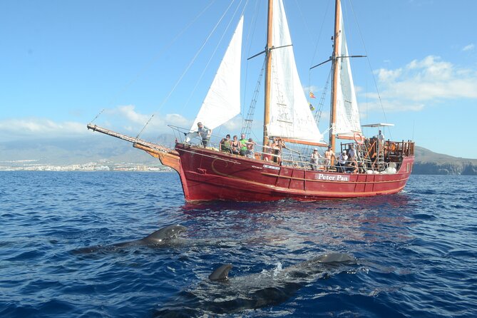Sealife Dolphin & Whale Watching aboard Portuguese schooner - Watching for pilot whales and dolphins