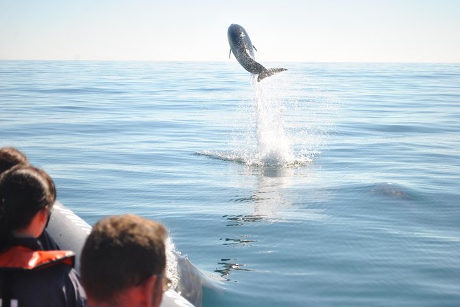 Sealife Sea Safari, Dolphin Watching with Marine Biologist's Lagos - What you might see in the water