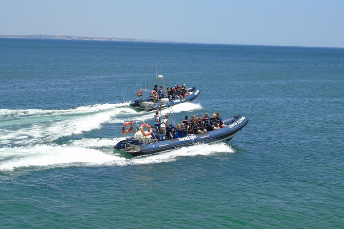Sealife Sea Safari, Dolphin Watching with Marine Biologist's Lagos - The value of a marine biologist on board